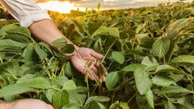titolo immagine Immagine di Avviso pubblico per la creazione di un elenco di professionisti qualificati per il successivo affidamento di un incarico di prestazione di servizi di “Tecnico Agronomo”